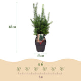 Groen boutiQ - Haagplanten - Taxus media Hilii - blad groen - 6 planten - 1 strekkende meter - groenblijvend - pot 17cm hoogte 60cm