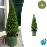 1x Ilex Pyramide 55 cm hoch | Ø 21 cm