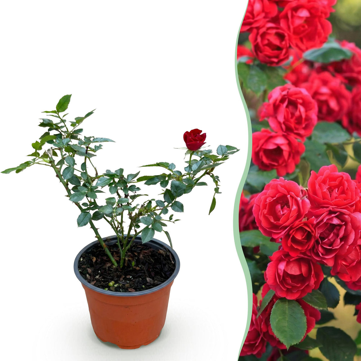 Green boutiQ - Gartenrose - Rosa Rote The Fairy - Rose - Winterhart - Rot - 1 Pflanze - Topf 12cm - Höhe 20-25cm