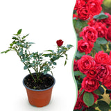 Green boutiQ - Gartenrose - Rosa Rote The Fairy - Rose - Winterhart - Rot - 1 Pflanze - Topf 12cm - Höhe 20-25cm