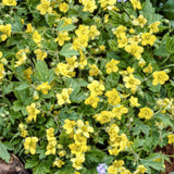 Waldsteinia ternata en godet - Faux fraisier - H 10-25 cm, pot Ø9 cm - photo 6