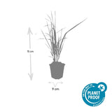 Calamagrostis Karl Foerster en godet - Calamagrostis x acutiflora - H 10-25 cm, pot Ø9 cm - photo 3