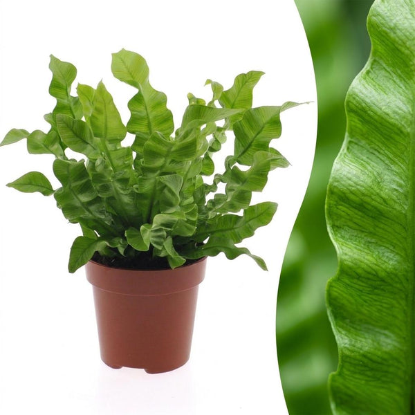 Asplenium nidus Crispy Wave - Fougère nid d'oiseau - 1 plante - Sans cache-pot