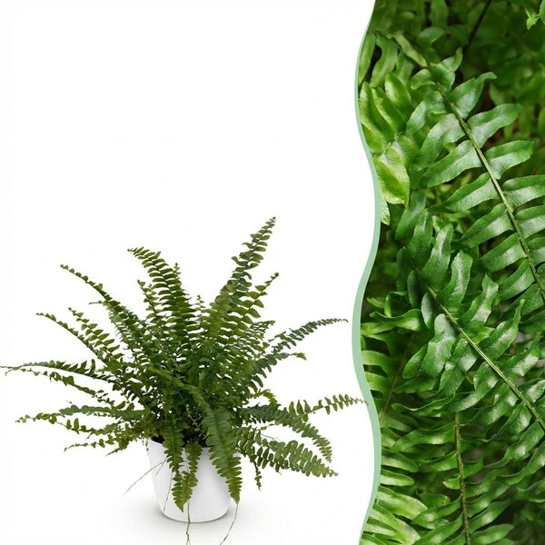 Green boutiQ - Zimmerpflanze - Nephrolepsis exaltata Green Lady - Farn - Haustierfreundliche Pflanze - Grün - 1 Pflanze - mit weißem Übertopf - Topf 12cm - Höhe 25cm