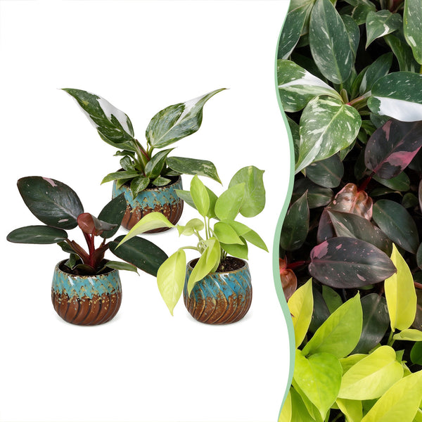 Baby Philodendron avec cache-pots cuivre - Pink Princess, White Princess et Neon - lot de 3