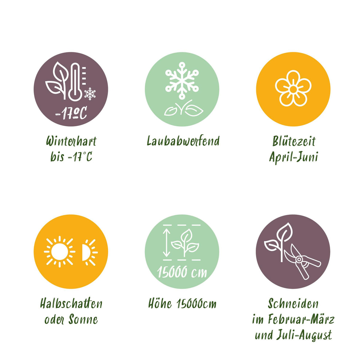 Glycine Prolific – Lot de 1 – Pot 11 cm – Hauteur 40 cm