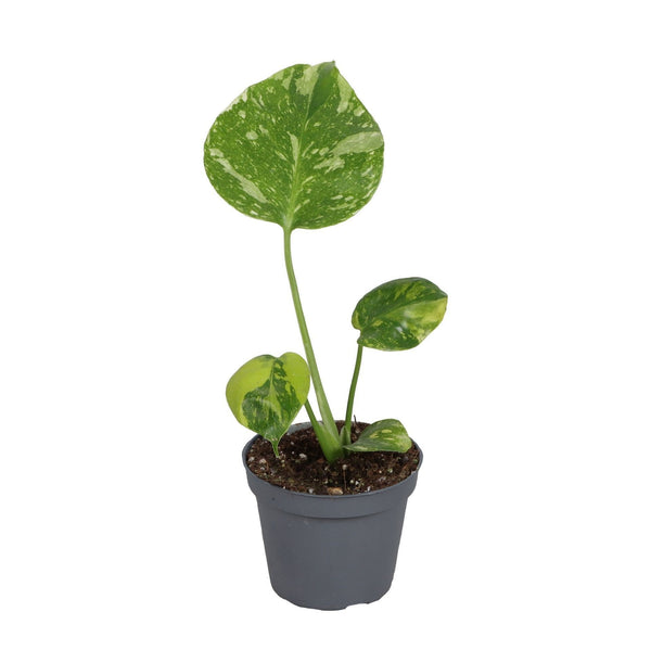 Mini Monstera Electro Light - Monstera deliciosa