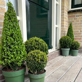 1x Ilex Pyramide 55 cm hoch | Ø 21 cm