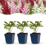 Astilbe en mélange - H 15-25 cm, pot Ø11 cm - photo 2