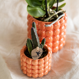 Set orchidée Jamaica orange et Stapelia - cache-pots Poppy orange