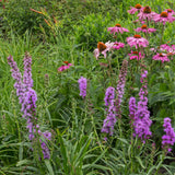 Groen boutiQ - Borderpakket - Bijen en Vlinderlokkend - 8 Vaste planten - 1 m2 - Diversen kleuren - Weinig Onderhoud - Pot 11cm