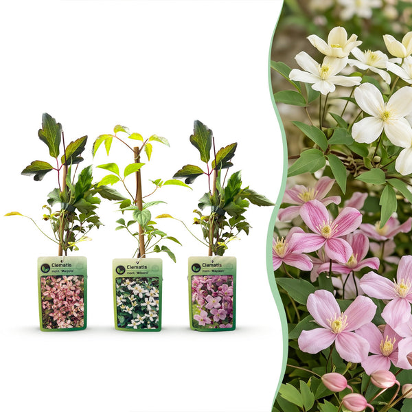 Clématites des montagnes en mélange - Clematis montana - H 35 cm, pot Ø9 cm