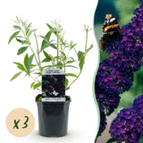 Buddleia Black Knight - H 45 cm, pot Ø17 cm
