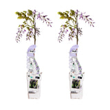 Glycines de Chine Caroline - Wisteria sinensis - 2 plants - H 65 cm, pot Ø15 cm