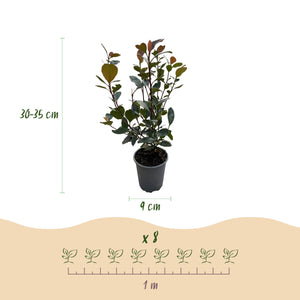 Photinia Little Red Robin – Lot de 8 – Hauteur 30 cm