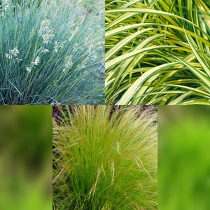 Graminées variées – Lot de 3 – Pot 17 cm – Hauteur 50 cm