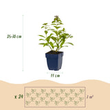 Kit de vivaces parfumées - 24 plants pour 3 m² - H 25 cm, pot Ø11 cm