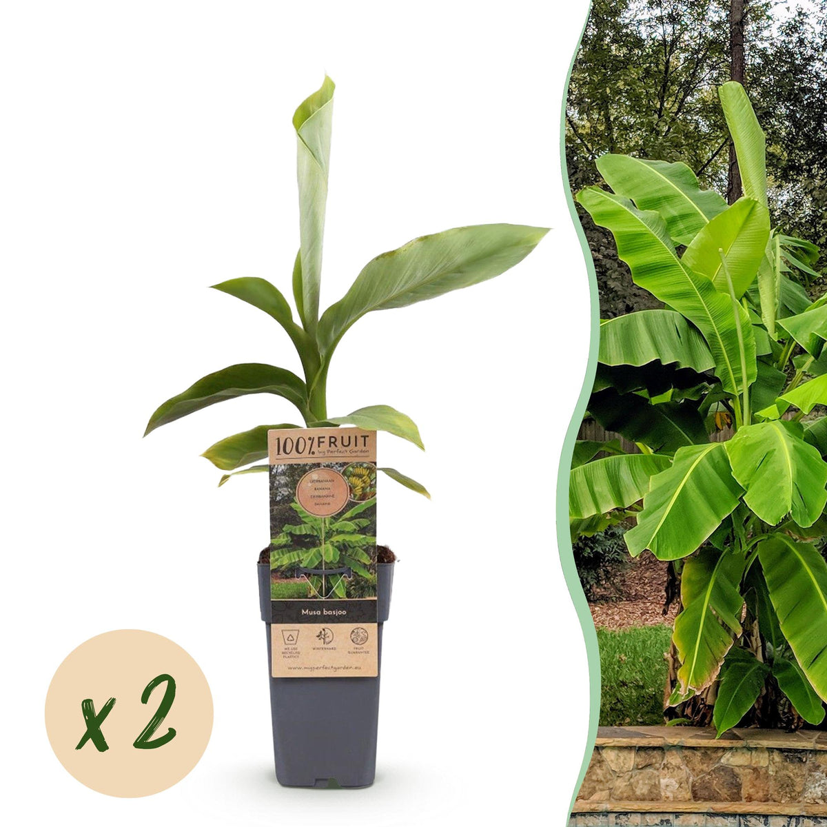 Groen boutiQ - Fruitplant - Japanse vezelbanaan - Musa Basjoo - Winterhard - 2 planten - Pot 15cm Hoogte 50cm
