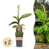 Groen boutiQ - Fruitplant - Japanse vezelbanaan - Musa Basjoo - Winterhard - 2 planten - Pot 15cm Hoogte 50cm