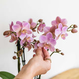 Orchidée Phalaenopsis vieux rose Mineral Treviso - H 35 cm, pot Ø9 cm
