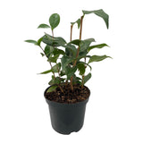 Camélia du Japon Tricolor - Camellia japonica