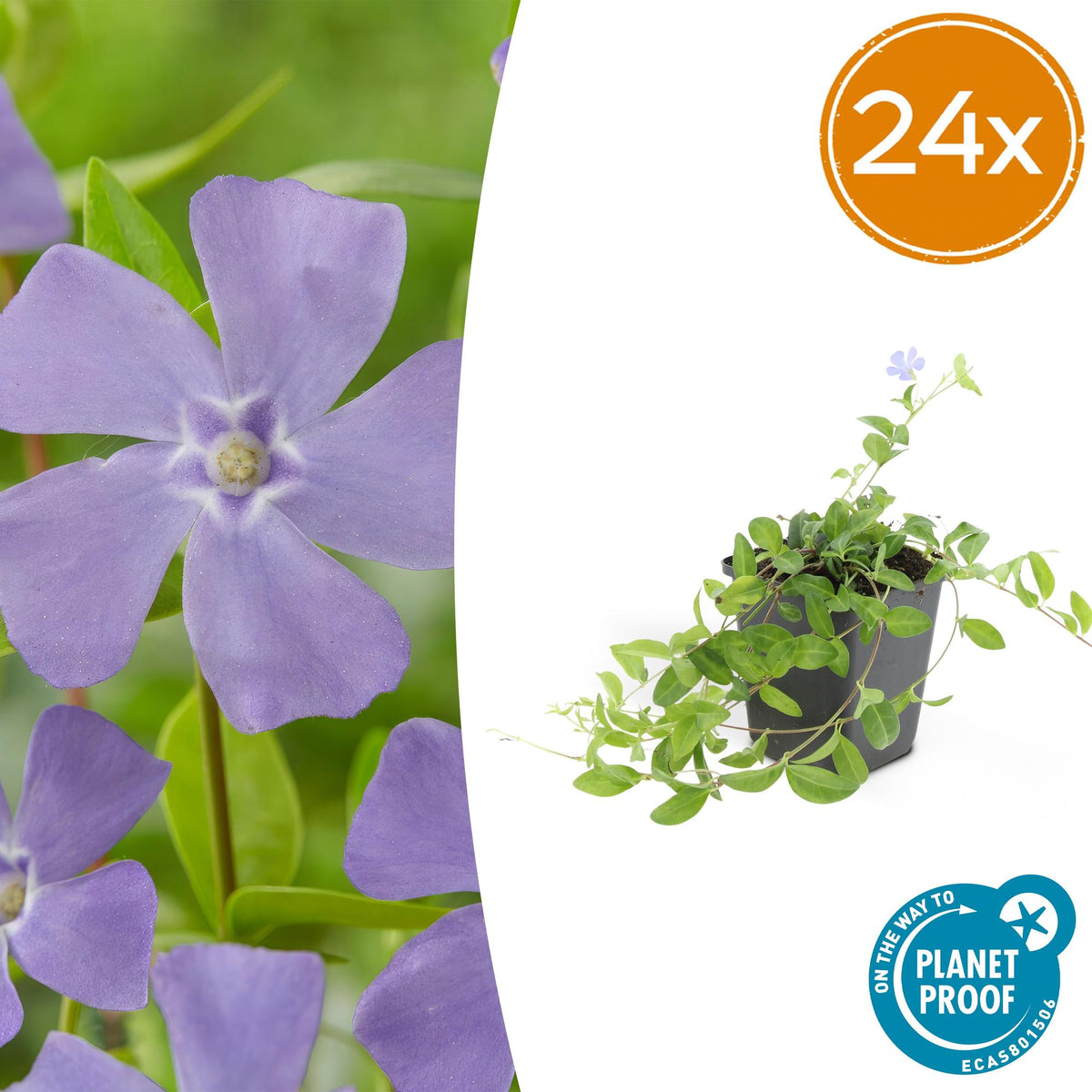 Petite pervenche La Grave en godet - Vinca minor - H 10-25 cm, pot Ø9 cm