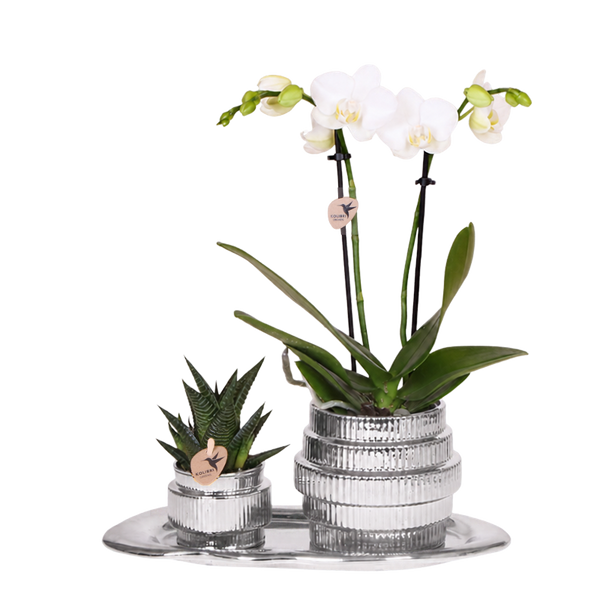 Orchidée Phalaenopsis blanche Mineral Amabilis et succulente - coffret Allure Shiny argent
