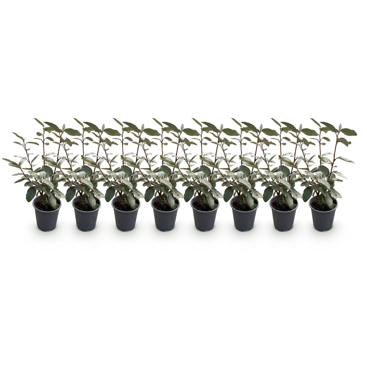 Elaeagnus ebbingei Compacta – Lot de 8 – Pot 9 cm