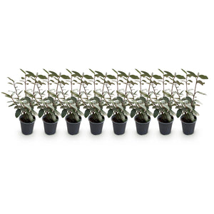 Elaeagnus ebbingei Compacta – Lot de 8 – Pot 9 cm