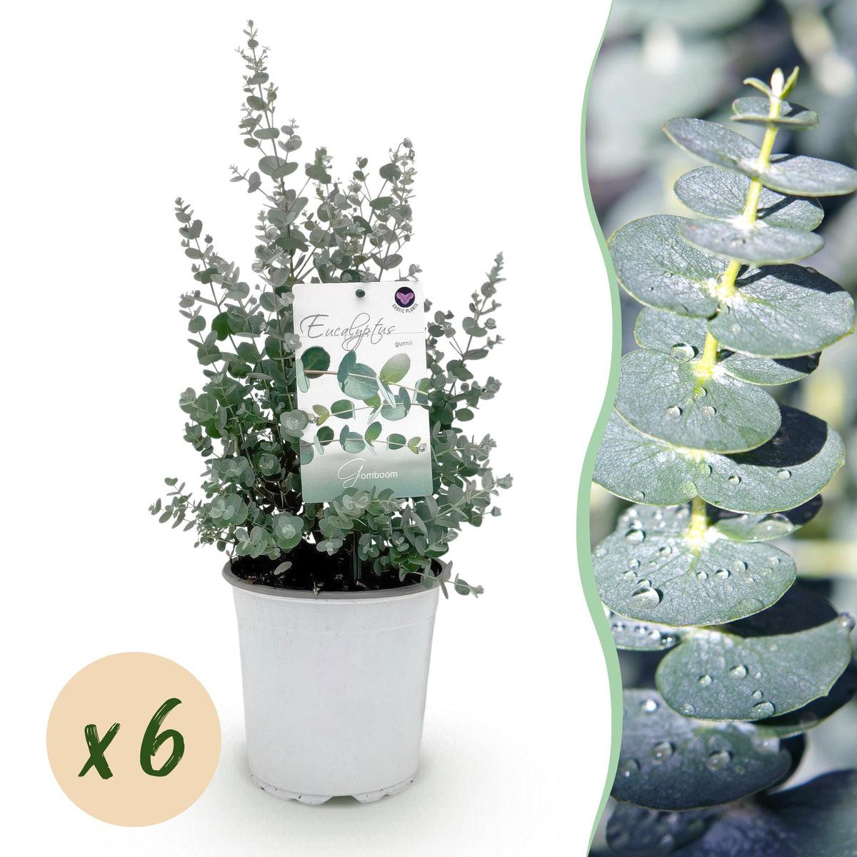 Groen boutiQ - Terrasplant - Eucalyptus boom - Eucalyptus gunni  - Grijs - 6 Planten - Winterhard - Pot 17cm Hoogte 40cm