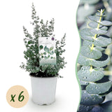 Groen boutiQ - Terrasplant - Eucalyptus boom - Eucalyptus gunni  - Grijs - 6 Planten - Winterhard - Pot 17cm Hoogte 40cm