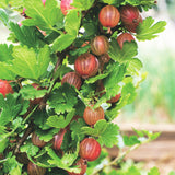 Groseillier à maquereau rouge Hinnonmäki Röd - Ribes uva-crispa - 2 plants
