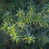 Groen boutiQ - Haagplanten - Taxus media Hilii - blad groen - 6 planten - 1 strekkende meter - groenblijvend - pot 17cm hoogte 60cm