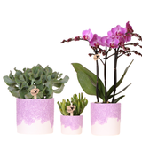 Orchidée violette Mineral Vienna et 2 succulentes en cache-pots Bloom lilas - H 40 cm
