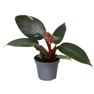 Mini Philodendron Pink Princess - Philodendron erubescens - H 12 cm, pot Ø6 cm
