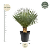 [NL: Yucca Rostrata - 100 - 120 cm - Ø40]