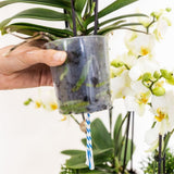 Orchidées Phalaenopsis blanches Niagara Fall en panier Cotton - bouquet retombant de 6 hampes