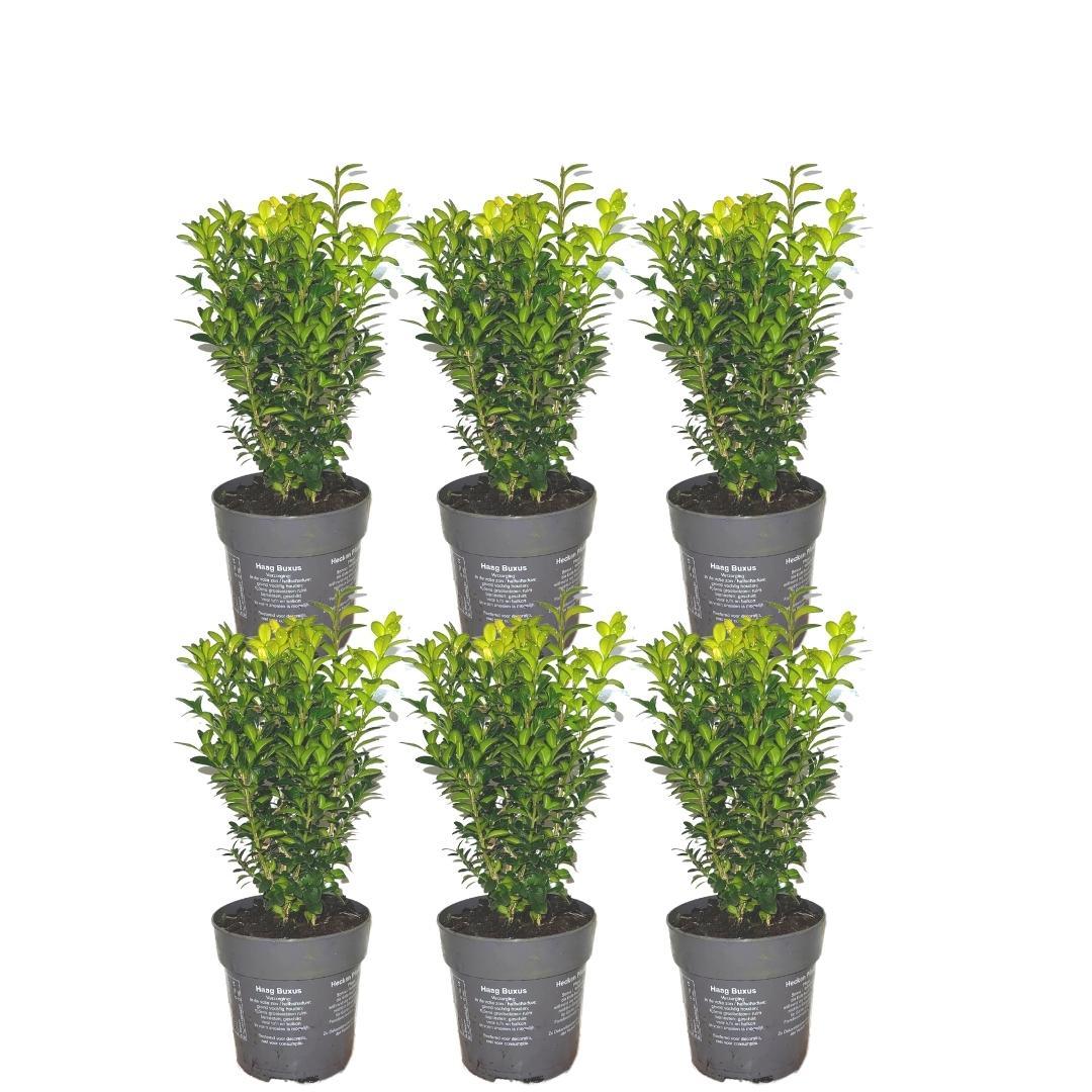 [NL: 1 meter Buxus Sempervirens haag - ↕ 20 cm - 6 x Ø12 cm]
