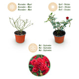 Green boutiQ - Tuin Roos - Rosa Rote The Fairy - Roos - Winterhard - Rood - 3 Planten - Pot 12cm - Hoogte 20-25cm