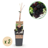 Groen boutiQ - Fruitplant - Paarse Druif -  Vitis vinifera Vanessa - Pitloos - 2 planten - Pot 15cm Hoogte 50cm