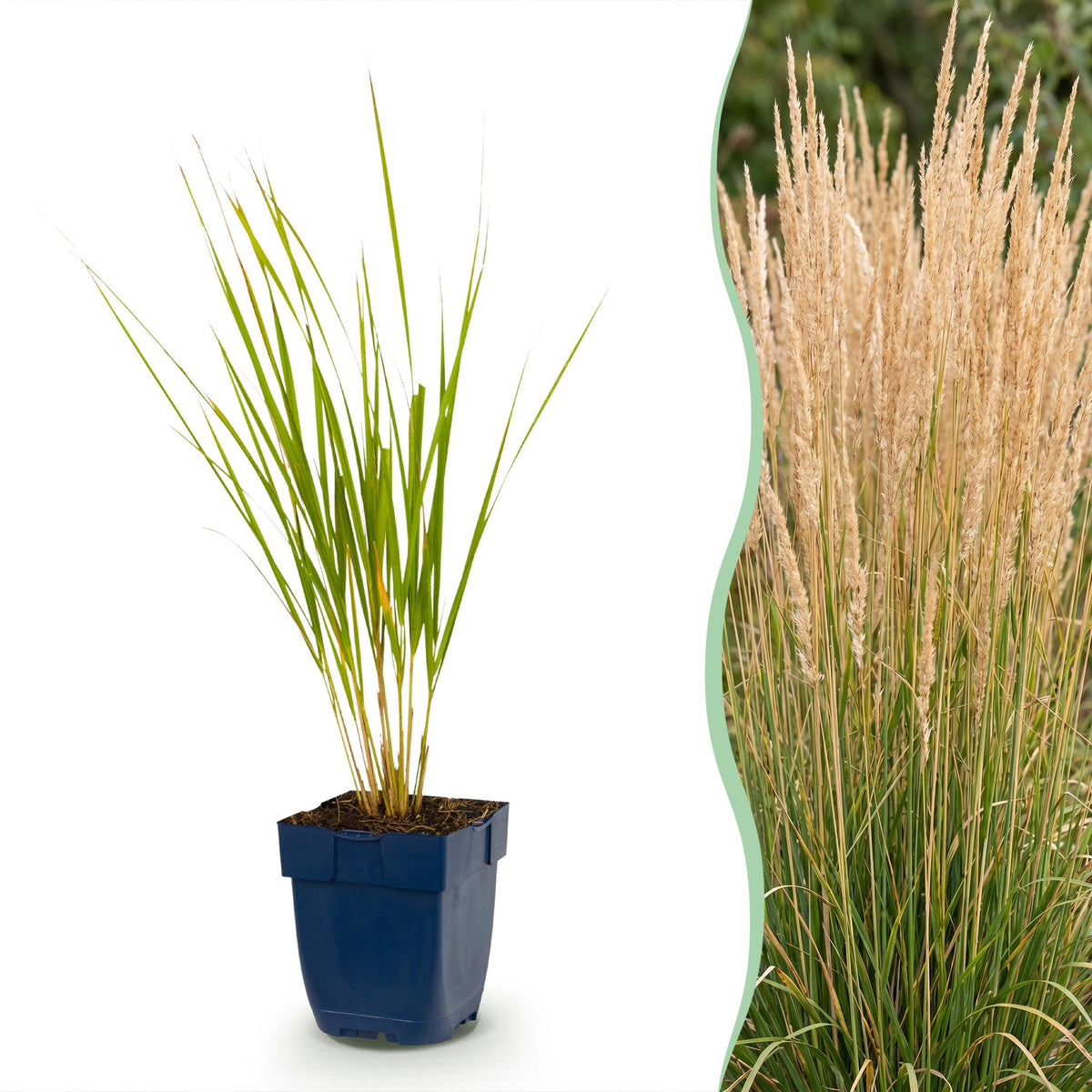 Calamagrostis Karl Foerster - Calamagrostis × acutiflora - H 15-25 cm, pot Ø11 cm - photo 12