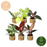 Baby Philodendron - lot de 6 mini plantes avec cache-pots Linnea miel