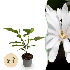 Magnolia stellata Royal Star – Lot de 3 – Hauteur 30 cm