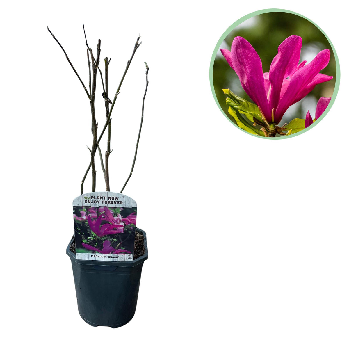 Groen boutiQ - Heesters -  Magnolia Susan  - Bloemen Donker Roze - 1 plant - bladverliezend - weinig onderhoud - pot 17cm hoogte 45cm