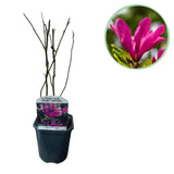 Groen boutiQ - Heesters -  Magnolia Susan  - Bloemen Donker Roze - 1 plant - bladverliezend - weinig onderhoud - pot 17cm hoogte 45cm