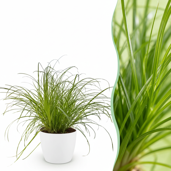 Green boutiQ - Zimmerpflanze - Cyperus alternifolius Zumula - Katzengras - Haustierfreundliche Pflanze - Grün - 1 Pflanze - mit weißem Topf - Topf 12cm - Höhe 20cm