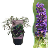 Arbre aux papillons Black Night - Buddleja davidii - H 25 cm, pot Ø17 cm