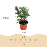 Green boutiQ - Gartenpflanze - Buddleja davidii Butterfly Candy Little Tricolour - Sommerflieder - Kompakt - Rosa-Weiß-Lila - 3 Pflanzen - Topf 12cm - Höhe 20-25cm