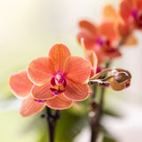 Orchidée Phalaenopsis orange Mineral Bolzano et succulente - coffret Tree