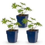 Géranium vivace Johnson's Blue - H 15-25 cm, pot Ø11 cm